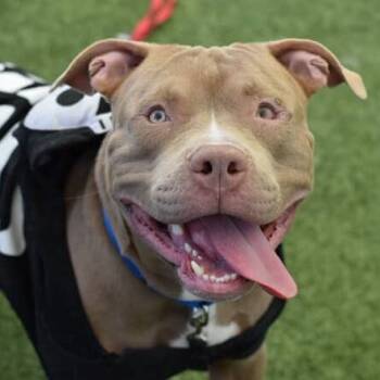 Rescue Mixed Breed Dogs for Adoption in Jersey City, New Jersey - Razza | PetCurious