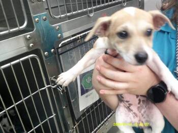 A480090 -  Terrier Dog for Adoption in Oklahoma City, Oklahoma - A480090 | PetCurious