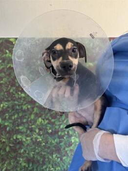 Rescue Shar Pei and Mixed Breed Dogs for Adoption in San Antonio, Texas - Louie | PetCurious