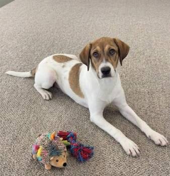 **PORSCHE** -  Great Pyrenees Dog for Adoption in North Prairie, Wisconsin - **PORSCHE** | PetCurious
