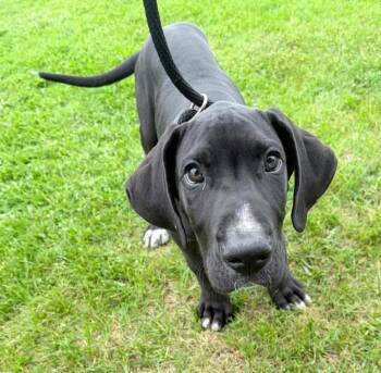 Great Dane Dogs Available for Adoption in Lagrange, Indiana - Thor | PetCurious