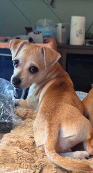 Chloe -  Chihuahua Dog for Adoption in Mesa, Arizona - Chloe | PetCurious