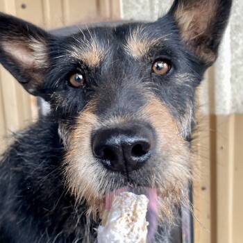 Rescue Mixed Breed Dogs for Adoption in Moab, Utah - Tamarisk | PetCurious