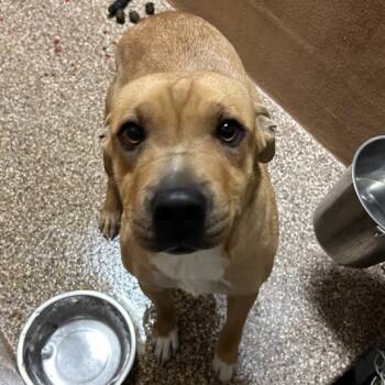 Rescue Shar Pei and Mixed Breed Dogs for Adoption in Lyndhurst, Virginia - Honey | PetCurious