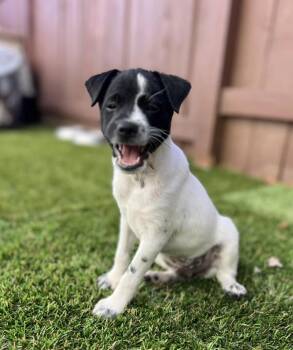 William Henry -  Terrier Dog for Adoption in El Cajon, California - William Henry | PetCurious