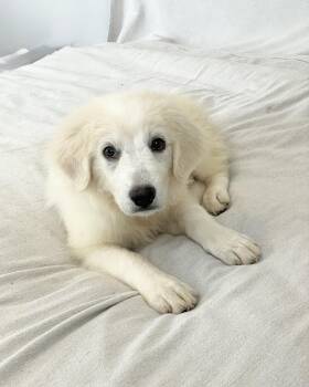 Loving Leander -  Great Pyrenees Dog for Adoption in Burlington, North Carolina - Loving Leander | PetCurious