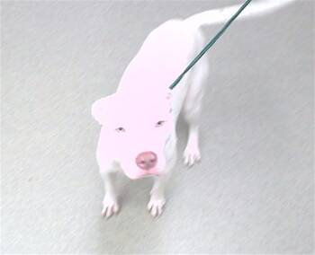 Rescue Boxer and Mixed Breed Dogs for Adoption in Omaha, Nebraska - MONGOOSE | PetCurious