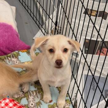 SPICE -  Pomeranian and Mixed Breed Dog for Adoption in Richmond, California - SPICE | PetCurious