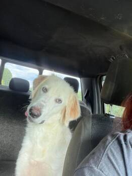 Ryder -  Mixed Breed Dog for Adoption in Raleigh, North Carolina - Ryder | PetCurious