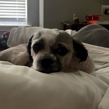 Rescue Shih Tzu Dogs for Adoption in New Orleans, Louisiana - Mr. Peabody (Benefactor Dog) | PetCurious