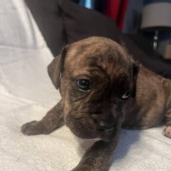 American Bulldog Dogs Available for Adoption in Niagara Falls, Ontario - Combs (20260422-01) | PetCurious