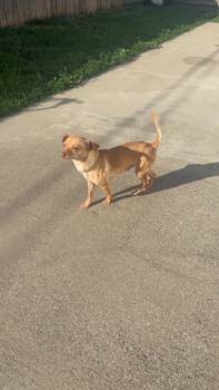 Chihuahua Dogs Available for Adoption in Lexington, Kentucky - Malcom | PetCurious