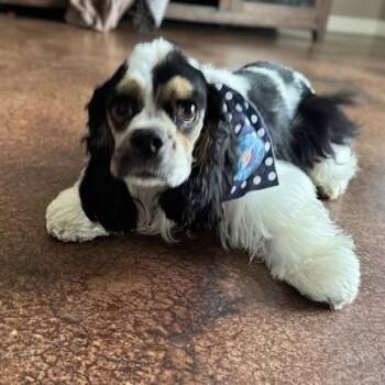 Daisy -  Cocker Spaniel Dog Available for Adoption in Floresville, Texas - Daisy | PetCurious