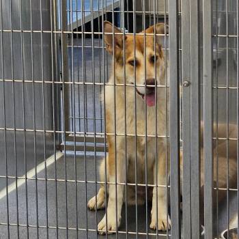 Husky and Mixed Breed Dogs Available for Adoption in Montgomery, Alabama - Pudding | PetCurious