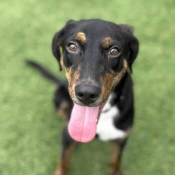Randy -  Labrador Retriever and Mixed Breed Dog for Adoption in Atlanta, Georgia - Randy | PetCurious