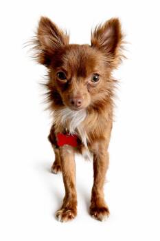 Chihuahua Dogs Available for Adoption in Shakopee, Minnesota - Bob | PetCurious