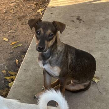 Crystal -  Dachshund and Rat Terrier Dog for Adoption in St. Augustine, Florida - Crystal | PetCurious