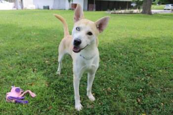 Dice -  Siberian Husky and Mixed Breed Dog for Adoption in Kansas City, Missouri - Dice | PetCurious