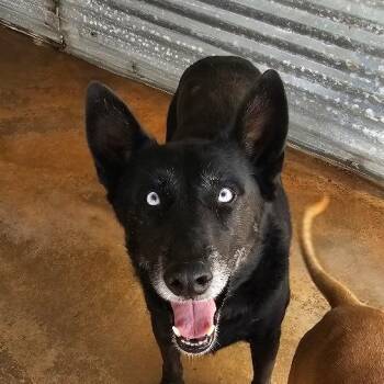 Rescue Shepherd and Husky Dogs for Adoption in Midland, Texas - Oakley | PetCurious
