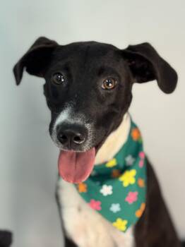 Spindle -  Terrier Dog for Adoption in Meherrin, Virginia - Spindle | PetCurious
