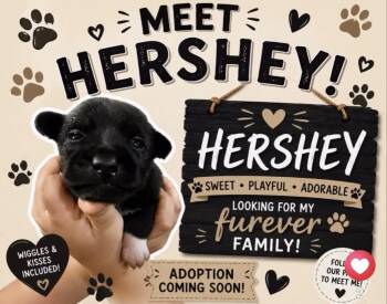 Hershey -  Chihuahua and Rat Terrier Dog for Adoption - Hershey | PetCurious