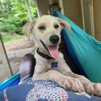 Rescue Golden Retriever and Mixed Breed Dogs for Adoption in Helena, Alabama - Zag | PetCurious