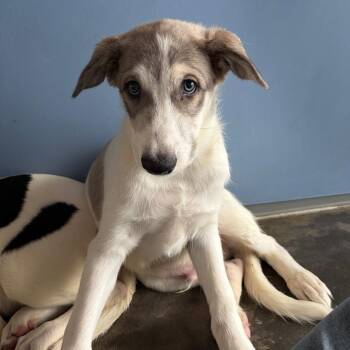 Shadow -  Border Collie and Mixed Breed Dog for Adoption in Show Low, Arizona - Shadow | PetCurious