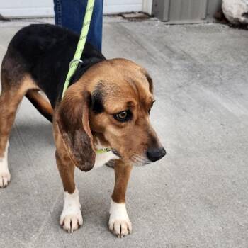 Beagle Dogs Available for Adoption - Sam | PetCurious