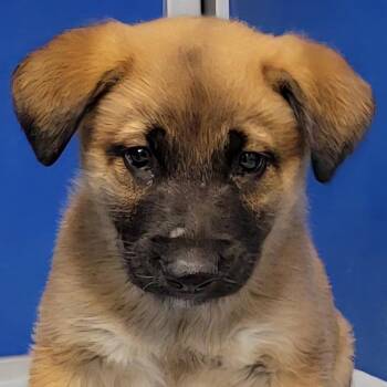 Mixed Breed Dogs Available for Adoption - 103268 | PetCurious