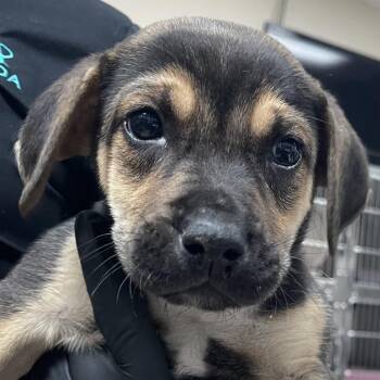 Mixed Breed Dogs Available for Adoption - Caramel | PetCurious