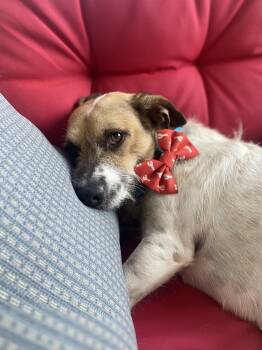 Rescue Jack Russell Terrier Dogs for Adoption in Portland, Maine - Howard (aka “Howie”) | PetCurious