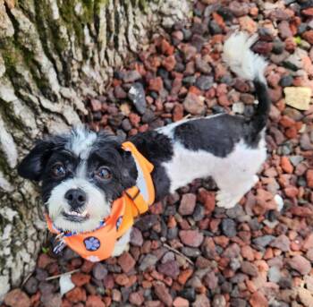 Pharaoh -  Shih Tzu and Poodle Dog for Adoption - Pharaoh | PetCurious