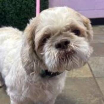 Walter -  Shih Tzu and Mixed Breed Dog for Adoption in Tacoma, Washington - Walter | PetCurious