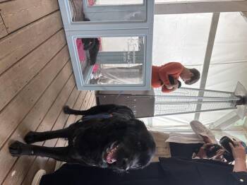 Rosie -  Black Labrador Retriever and Newfoundland Dog Dog for Adoption in Clarksburg, Ontario - Rosie | PetCurious