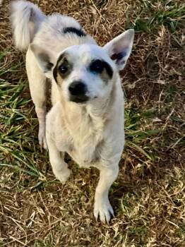 Chihuahua Dogs Available for Adoption in Pacolet, South Carolina - Maui Lamore Aug 22 | PetCurious