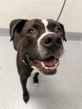 MOJINATOR -  Pit Bull Terrier Dog for Adoption in Indianapolis, Indiana - MOJINATOR | PetCurious