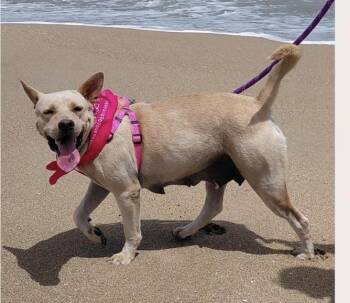 Cinnamon Sugar - The Sweetest Ever -  Carolina Dog and Bull Terrier Dog for Adoption in Carolina, Carolina - Cinnamon Sugar - The Sweetest Ever | PetCurious