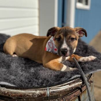 Rescue Pit Bull Terrier Dogs for Adoption in Newberg, Oregon - Grumpy | PetCurious