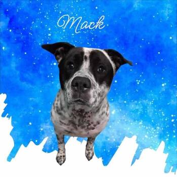 Mack -  Pointer and Labrador Retriever Dog for Adoption in York, Nebraska - Mack | PetCurious