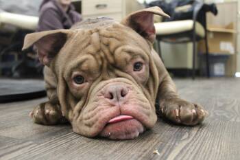 American Bully Dogs Available for Adoption - Ground Beef | PetCurious