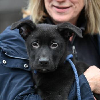 Shepherd Dogs Available for Adoption in Chester Springs, Pennsylvania - Sunset | PetCurious