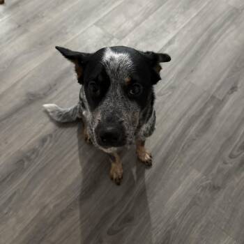 Stormy -  Australian Cattle Dog Blue Heeler Dog for Adoption in Folkston, Georgia - Stormy | PetCurious