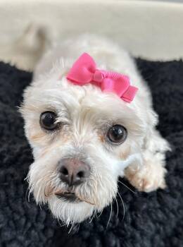 Maltese and Shih Tzu Dogs Available for Adoption in Lawrenceville, Georgia - Mia | PetCurious