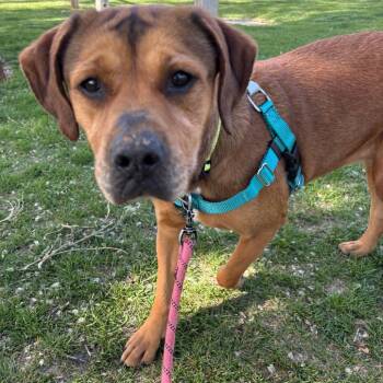 Labrador Retriever and Mixed Breed Dogs Available for Adoption in Murray, Utah - Frappe | PetCurious