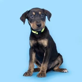 Mixed Breed Dogs Available for Adoption in Franklin, Tennessee - Sixpence None The Richer | PetCurious