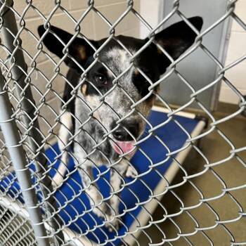 72118 -  Cattle Dog Dog for Adoption in Harrisonburg, Virginia - 72118 | PetCurious