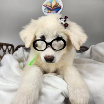 Librarian -  Great Pyrenees Dog Available for Adoption in Fort Wayne, Indiana - Librarian | PetCurious