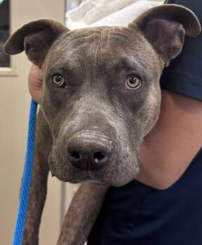Pit Bull Terrier and Mixed Breed Dogs Available for Adoption in Honolulu, Hawaii - Gloria | PetCurious