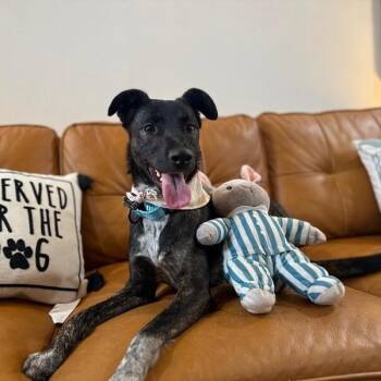 Shepherd and Labrador Retriever Dogs Available for Adoption - Jersey Girl Your Ultimate Cheerleader | PetCurious