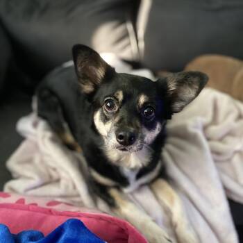 Rescue Chiweenie Dogs for Adoption in Franklin, Wisconsin - Luna | PetCurious